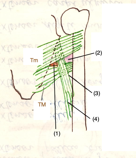 FoAxilla010
