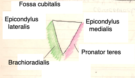 FossCubiti016