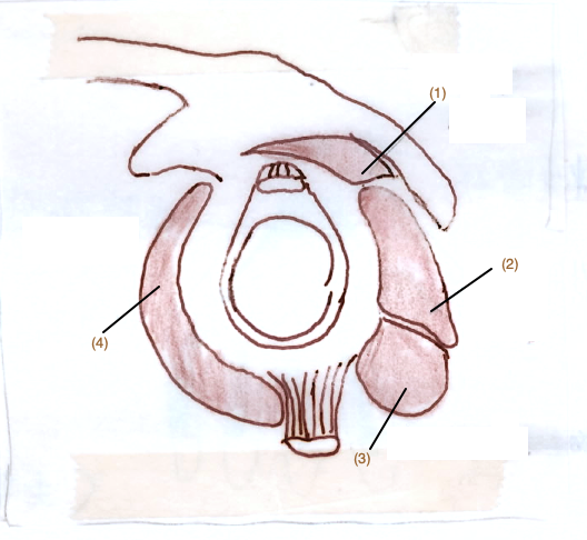 RotatorCuff