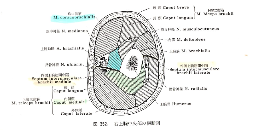 SeptumIB015