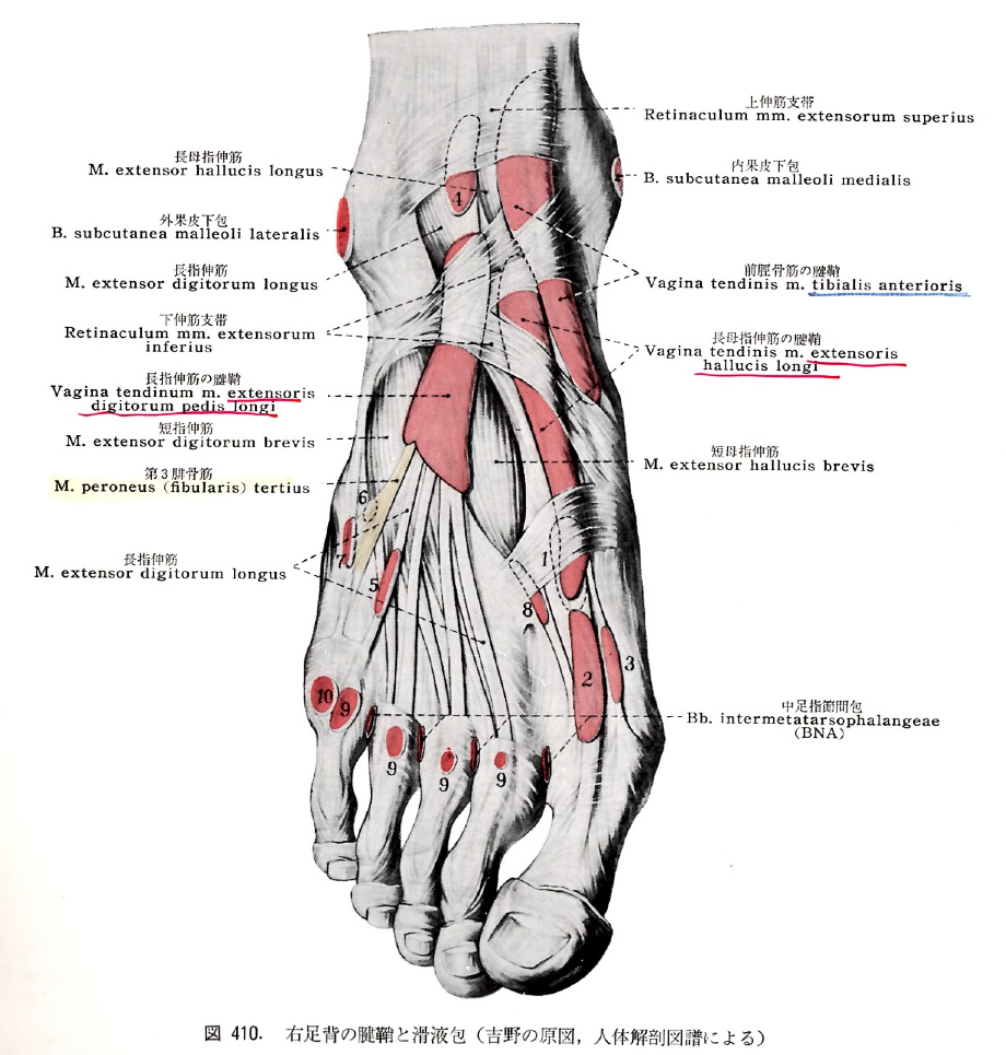 chiasma