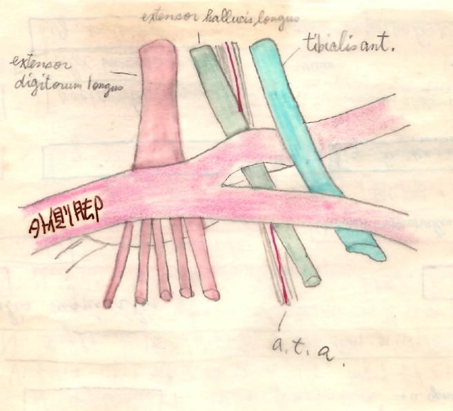 extensor